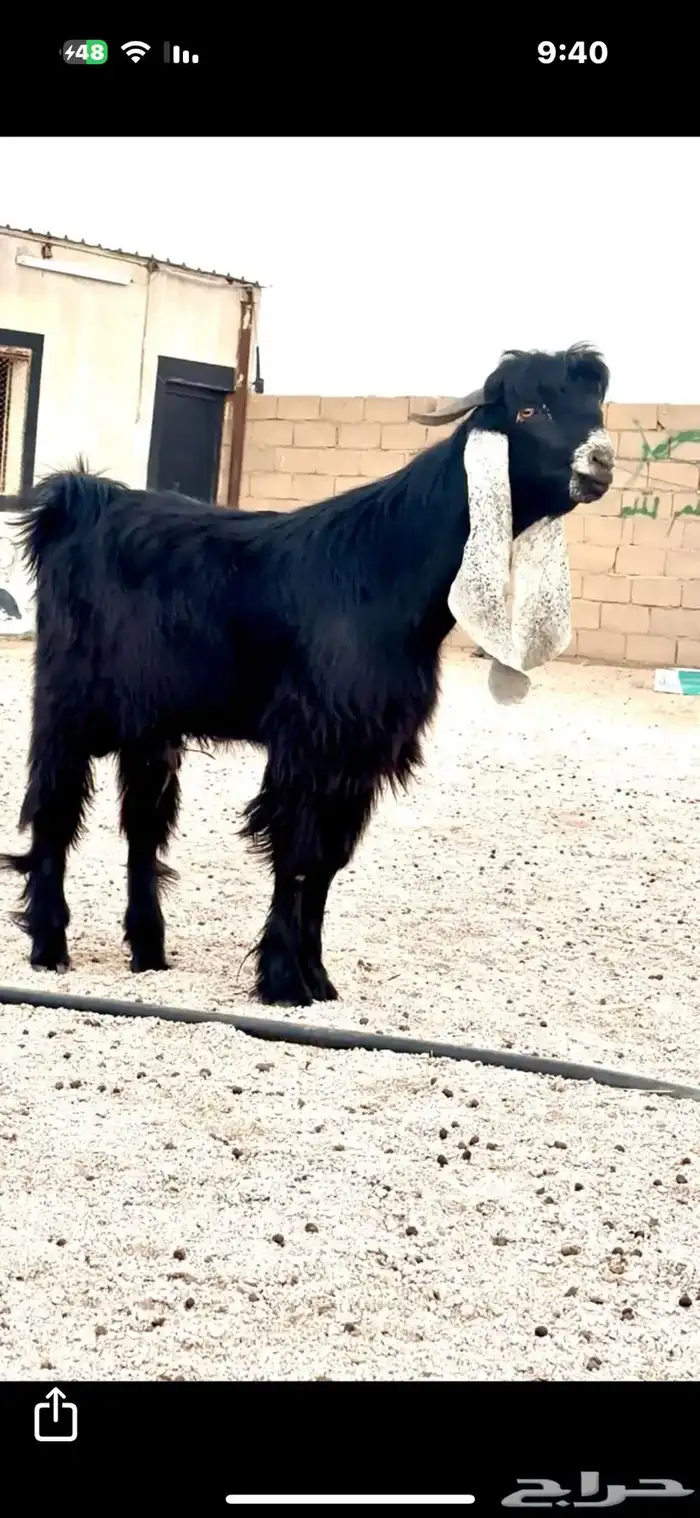 جذع مشروك مستقبل فحل 0