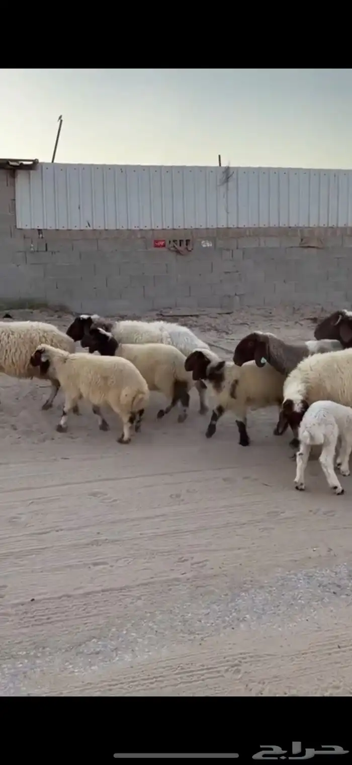 نعيم رغايث 1