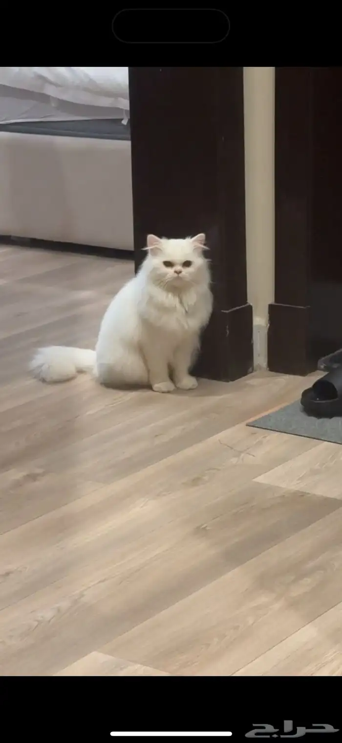 قط لتنبني الرجاء التواصل معي لتبنيه 0