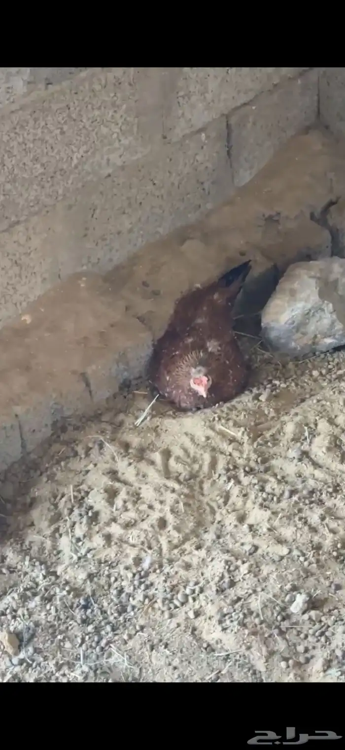 دجاجة عربية افرق 3