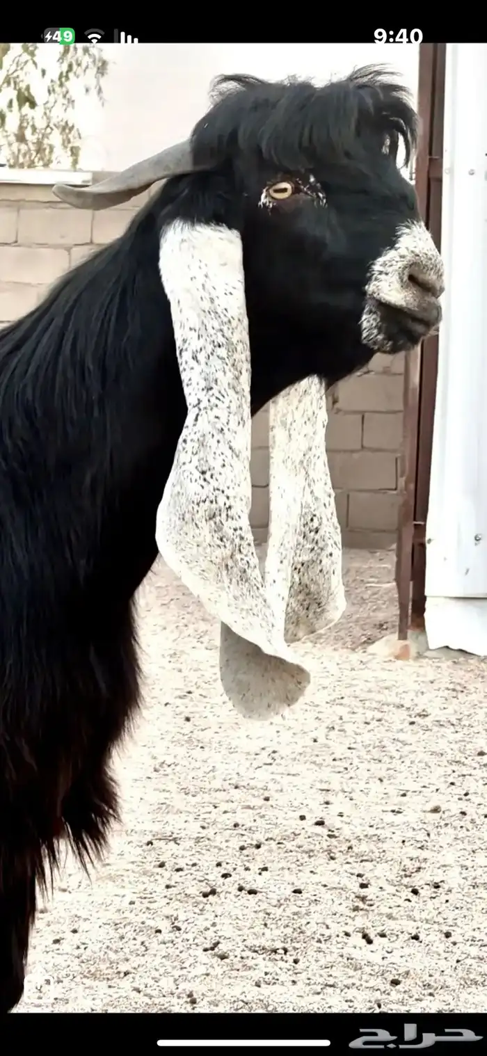 جذع مشروك مستقبل فحل 1