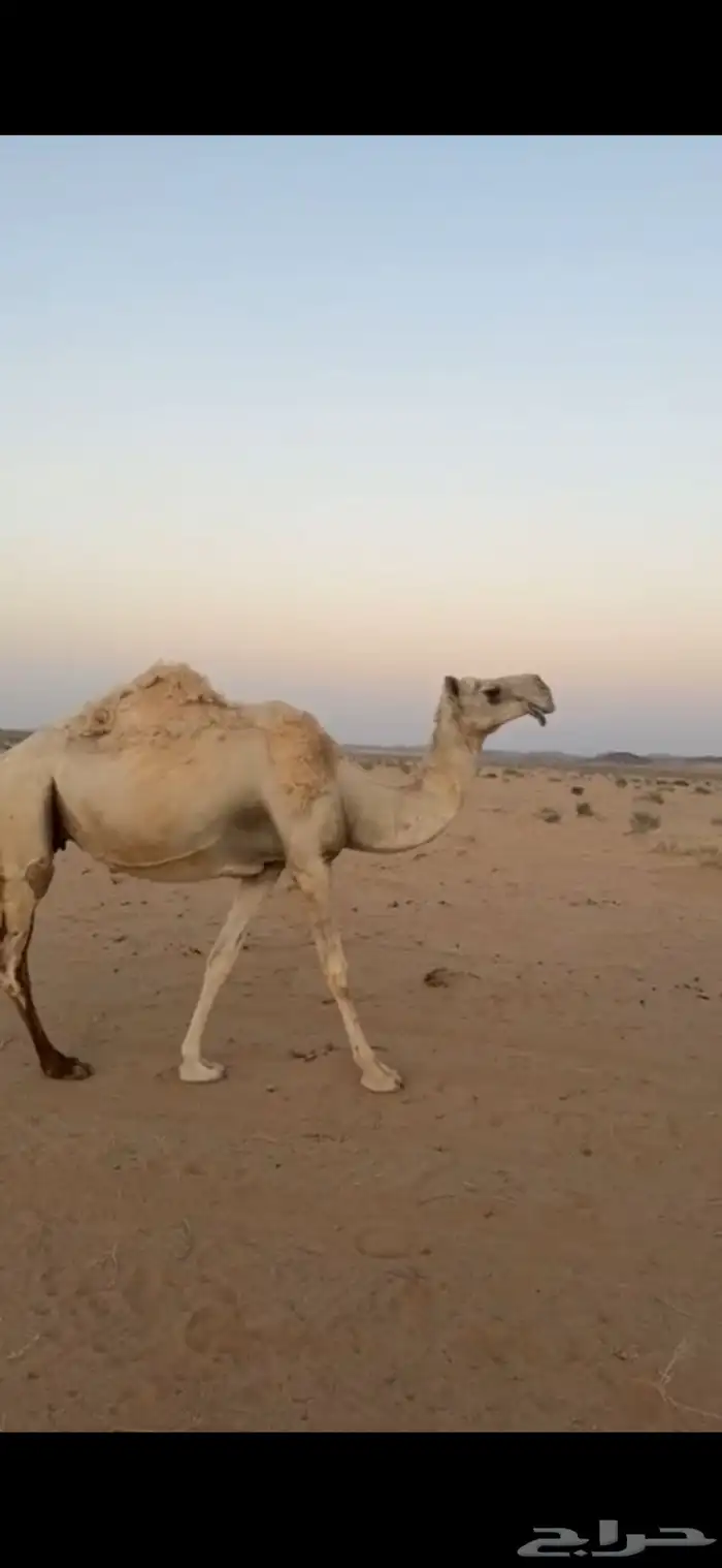 لقحات 2 قريب تولد اخر الشهر 0