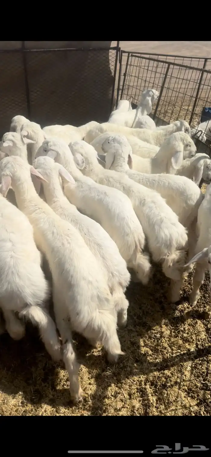 بهم حري السوم 880 0