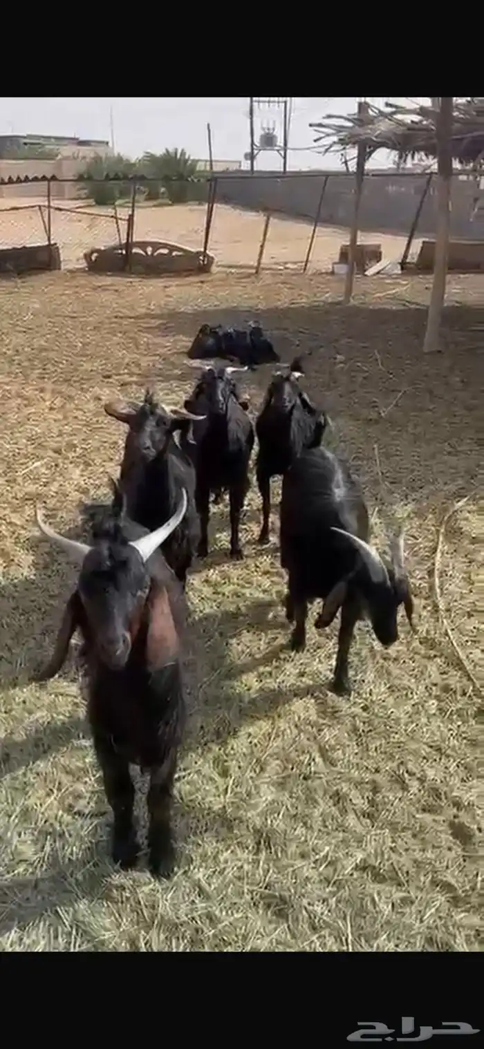 9 معزا دغس دفيع تولد منها واحده قد ولدت بفحلها كفو 1