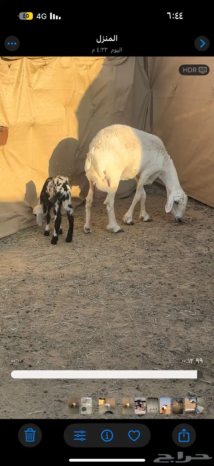 نعجه صفرا والد عليها كبش 1