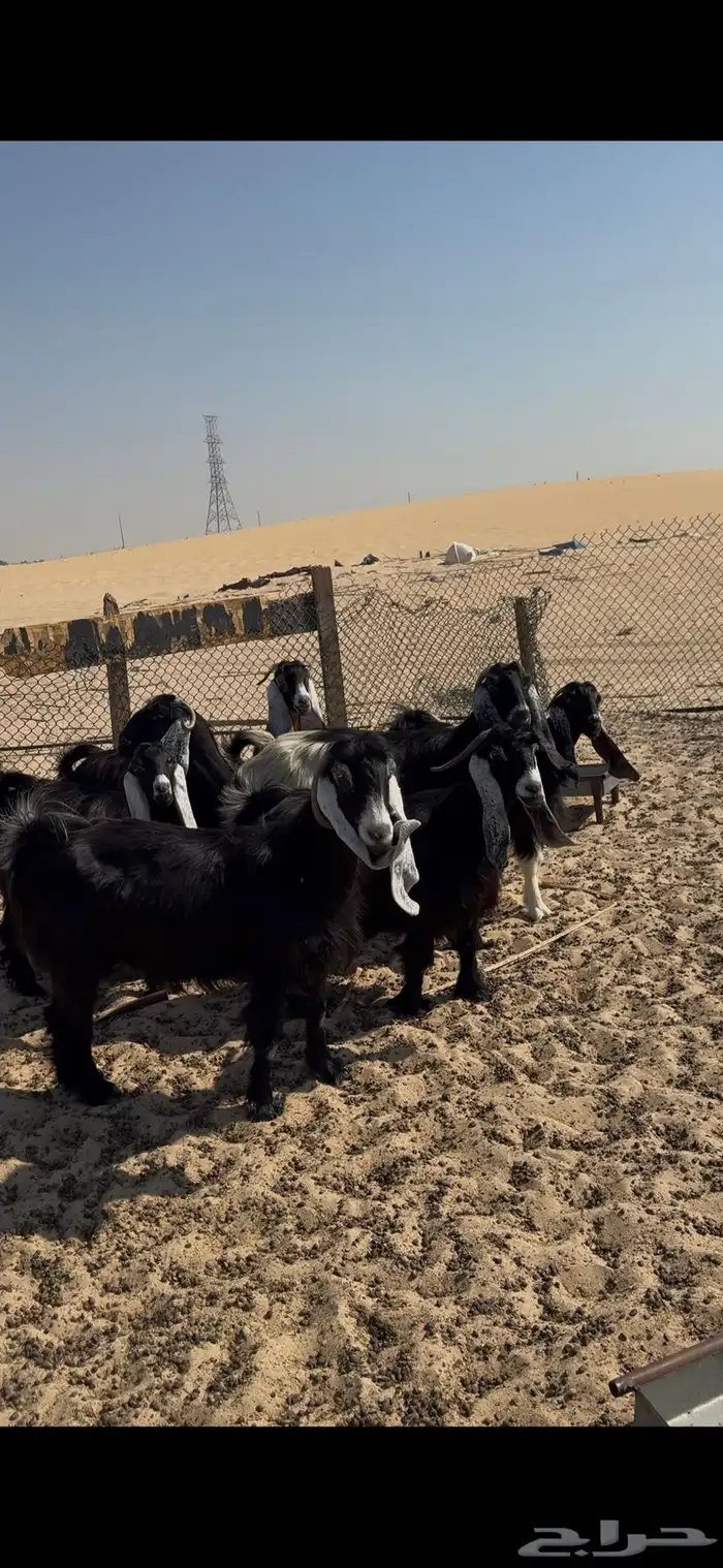 معزا دفيع فحص سونار 4