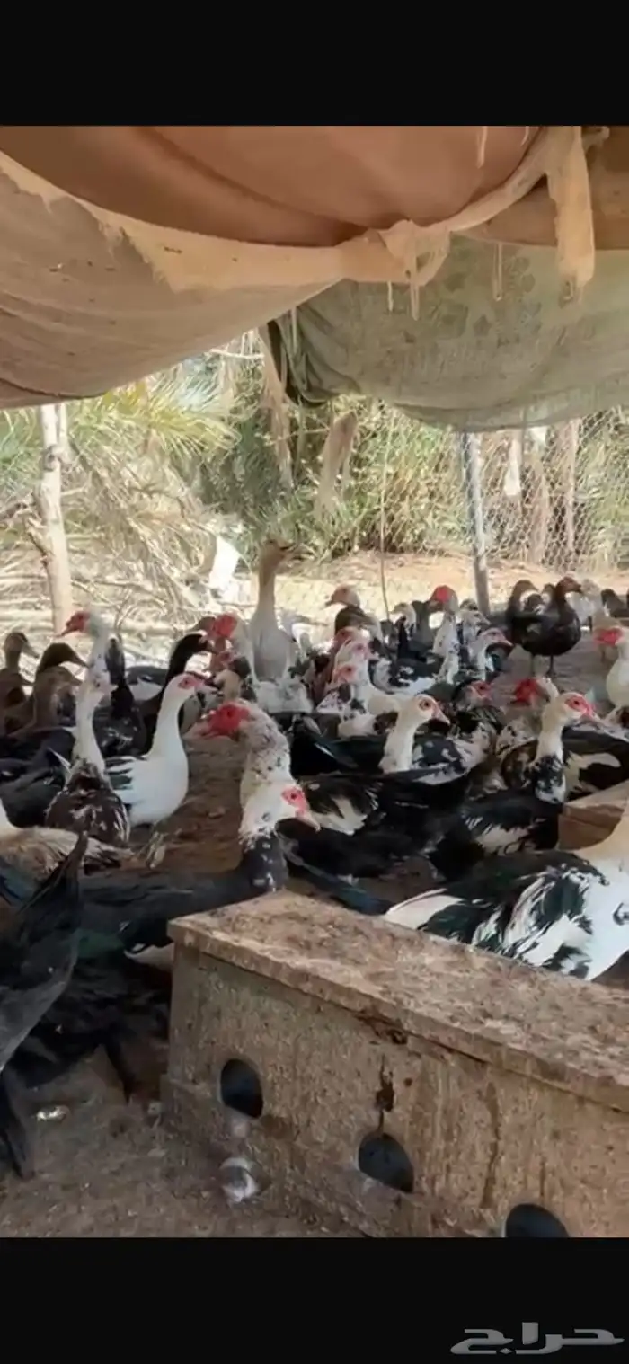 بط بح فاخر 2