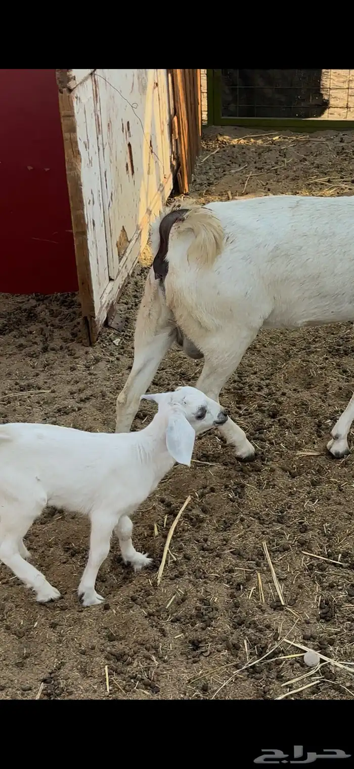 عنز بيشيه والد معه جفره 2