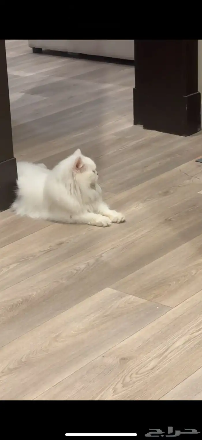 قط لتنبني الرجاء التواصل معي لتبنيه 1