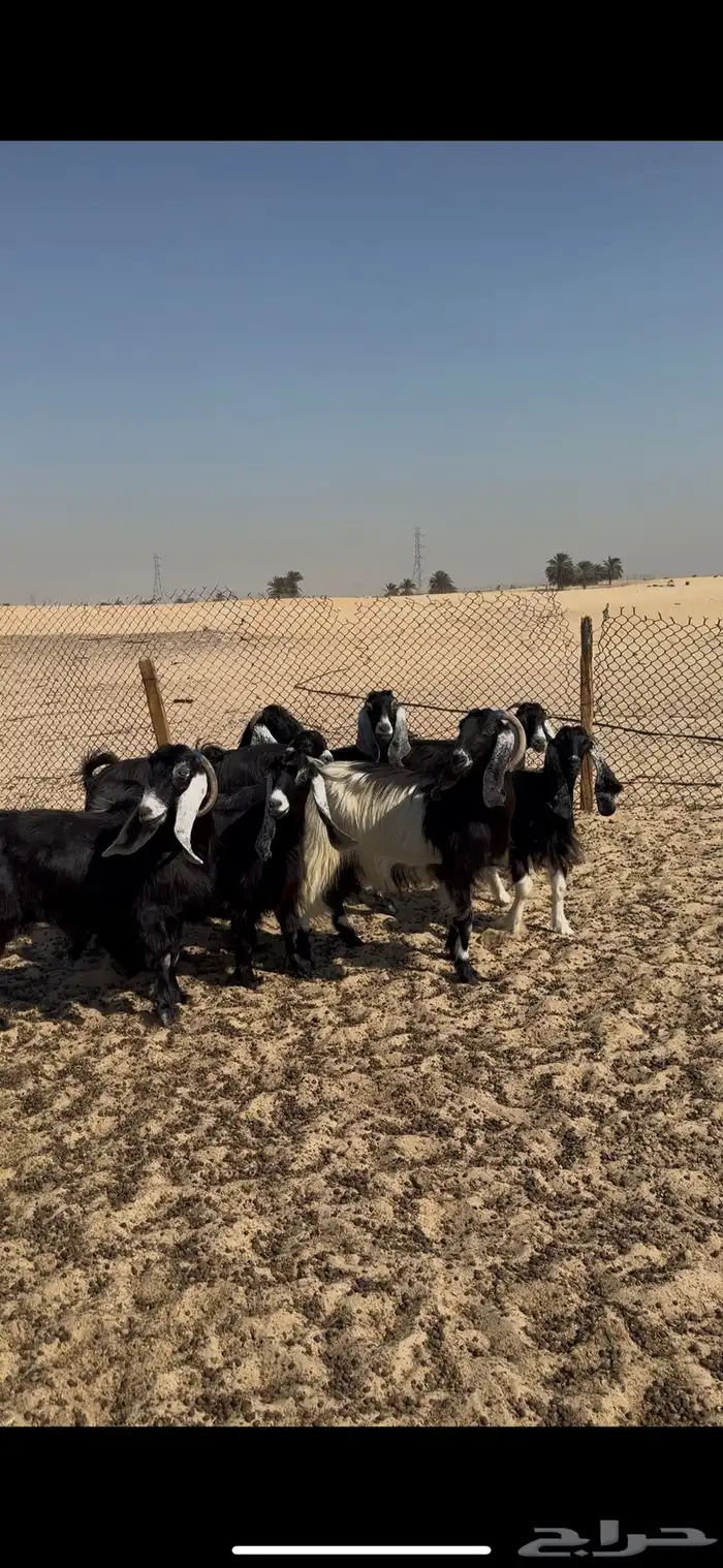 معزا دفيع فحص سونار 5