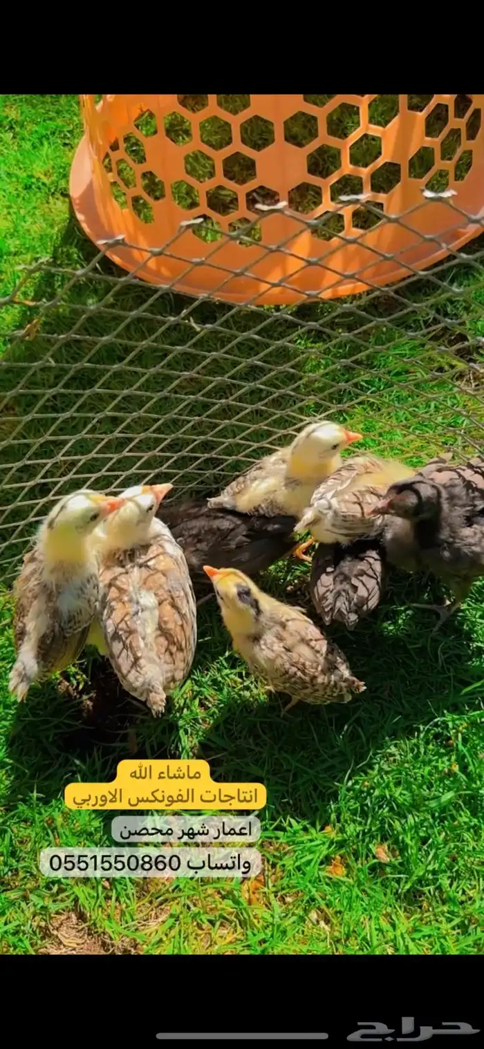 دجاج الفونكس الاوربي 1