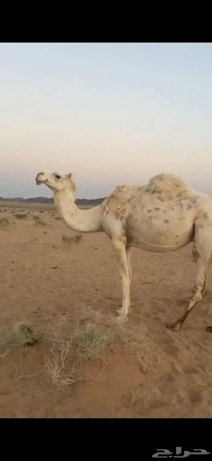 لقحات 2 قريب تولد اخر الشهر 1