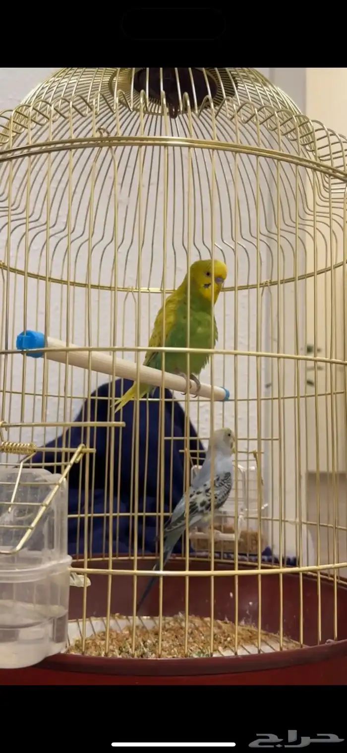عصافير مع القفص الذهبي 0