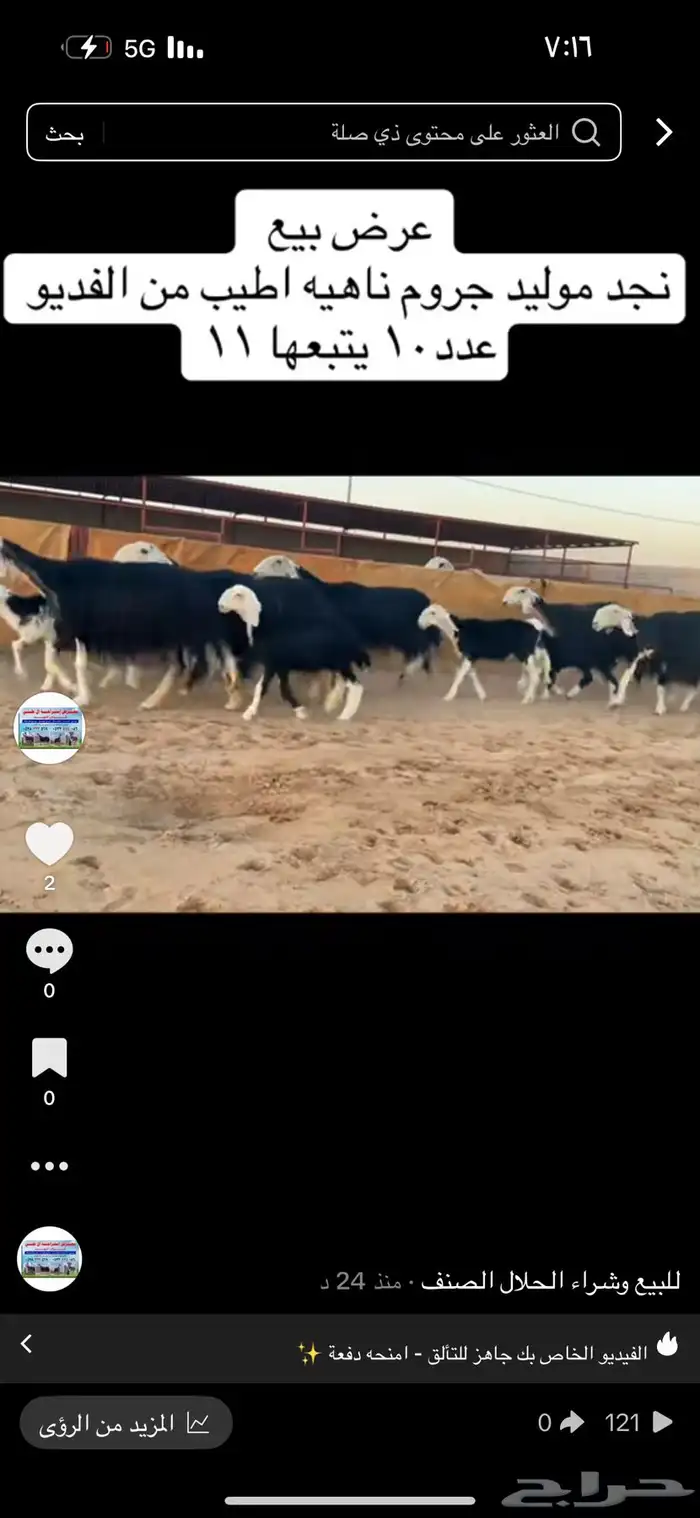 عرض بيع نجد مواليد 0