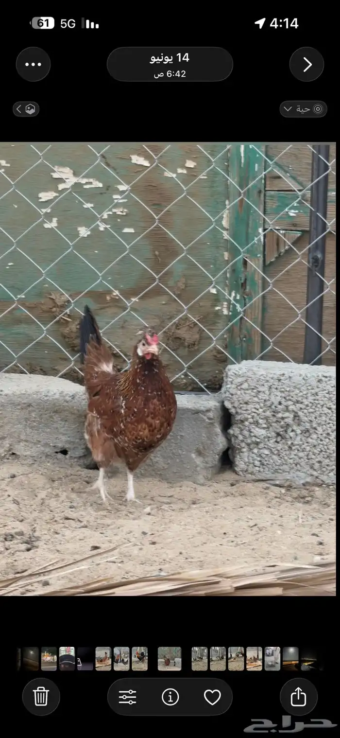 دجاجة عربية افرق 0