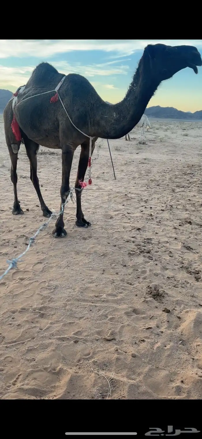 عشرا للبيع 2