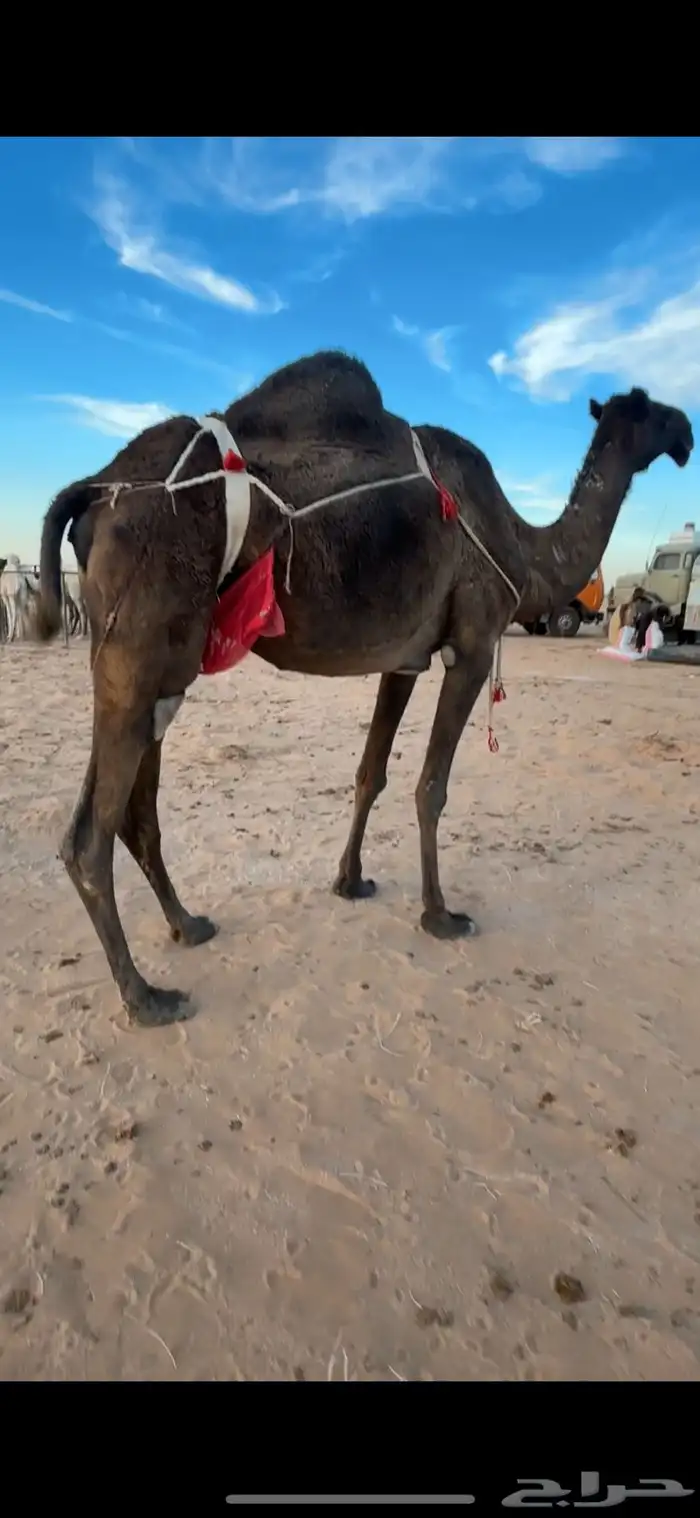 عشرا للبيع 0