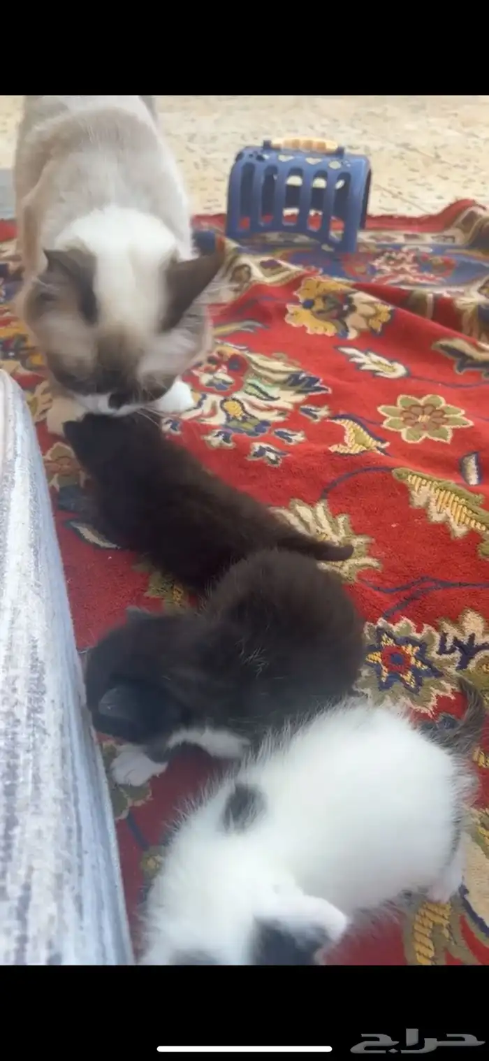 قطه مع اولادها لتبني 0