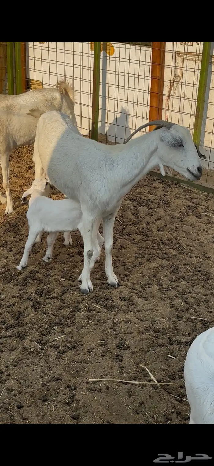 عنز بيشيه والد معه جفره 0