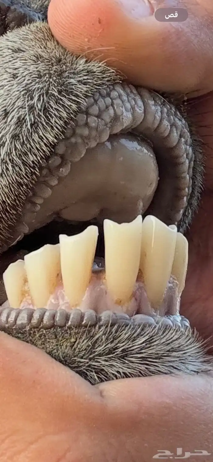 عنز بيشيه والد معه جفره 5