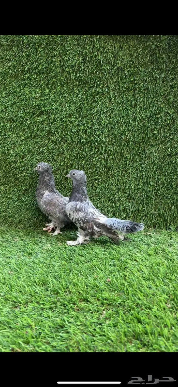 للبيع حمام صنعاني سلكي 2