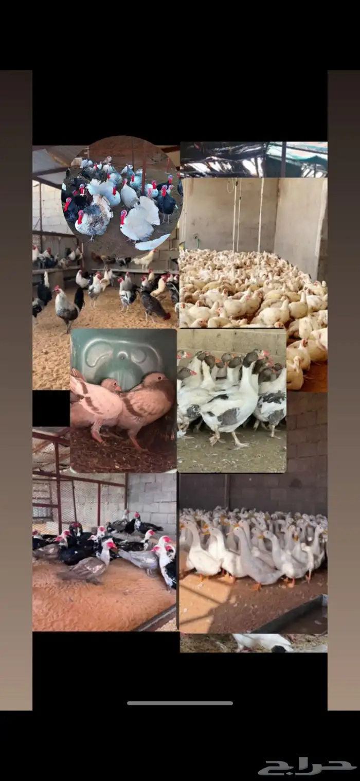 وصل عرعر فروج زغاليل بط ديك رومي 1