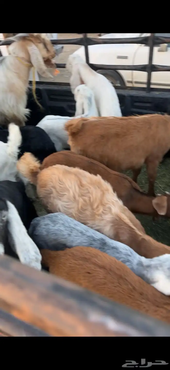 دواغير بهم العدد 9 تيوس وعنق 0