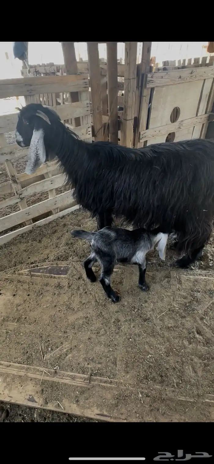 عنز عارضيه والد جرم صنف 1