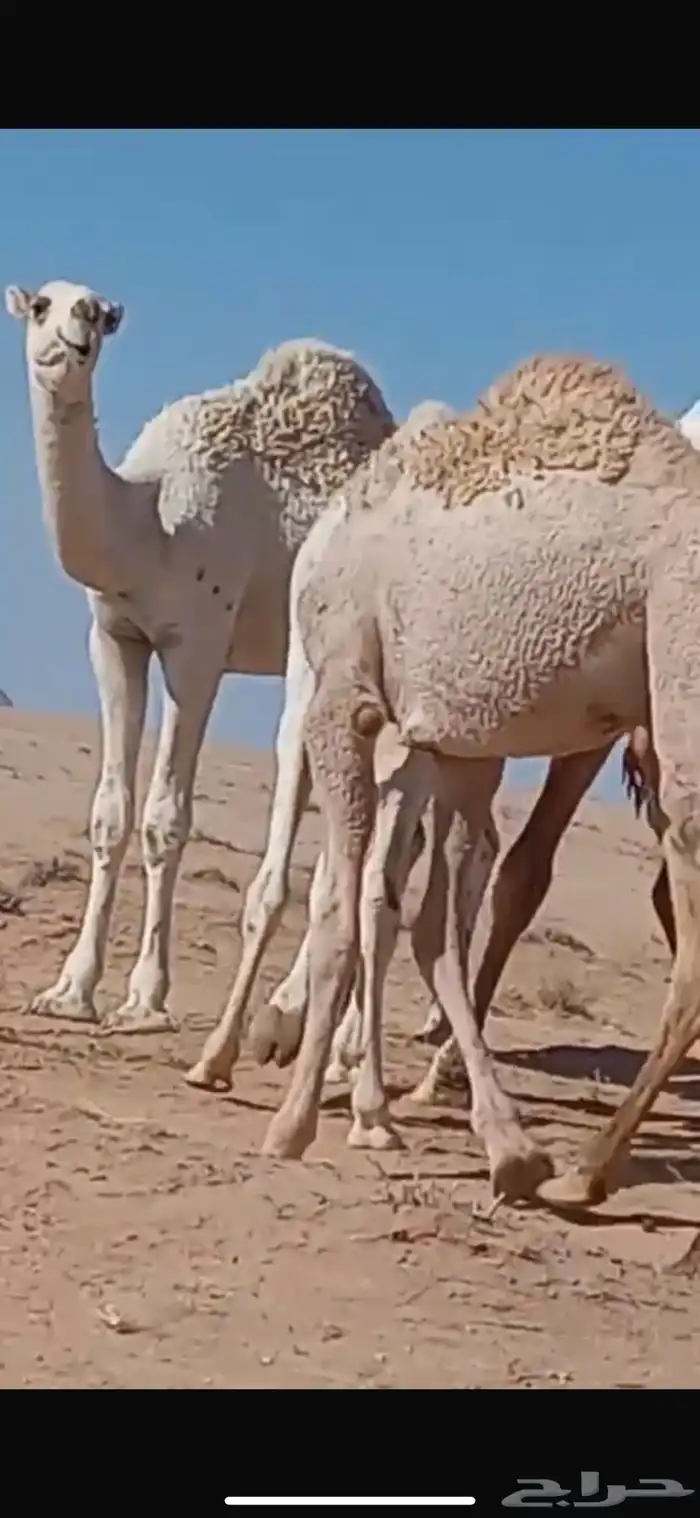 للبيع قعدان حشو طيبه 3