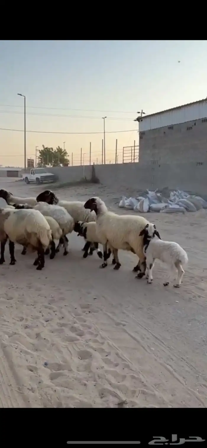 نعيم رغايث 2