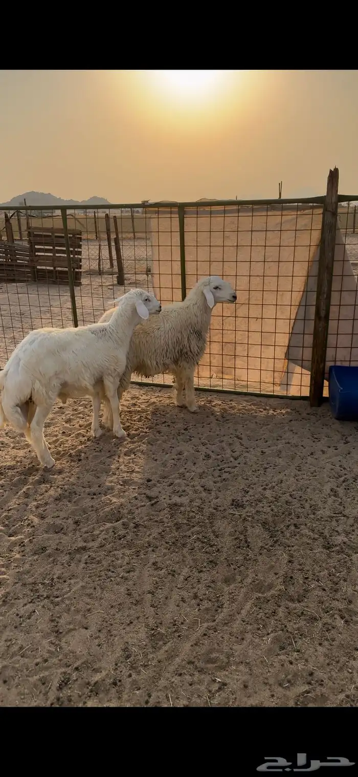 طليان جبرة للبيع 1