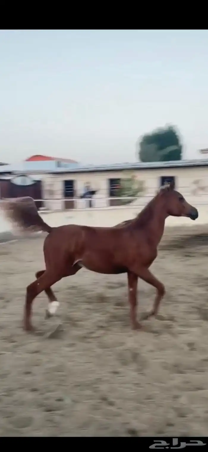 مهره شعبيه شيخهه 0