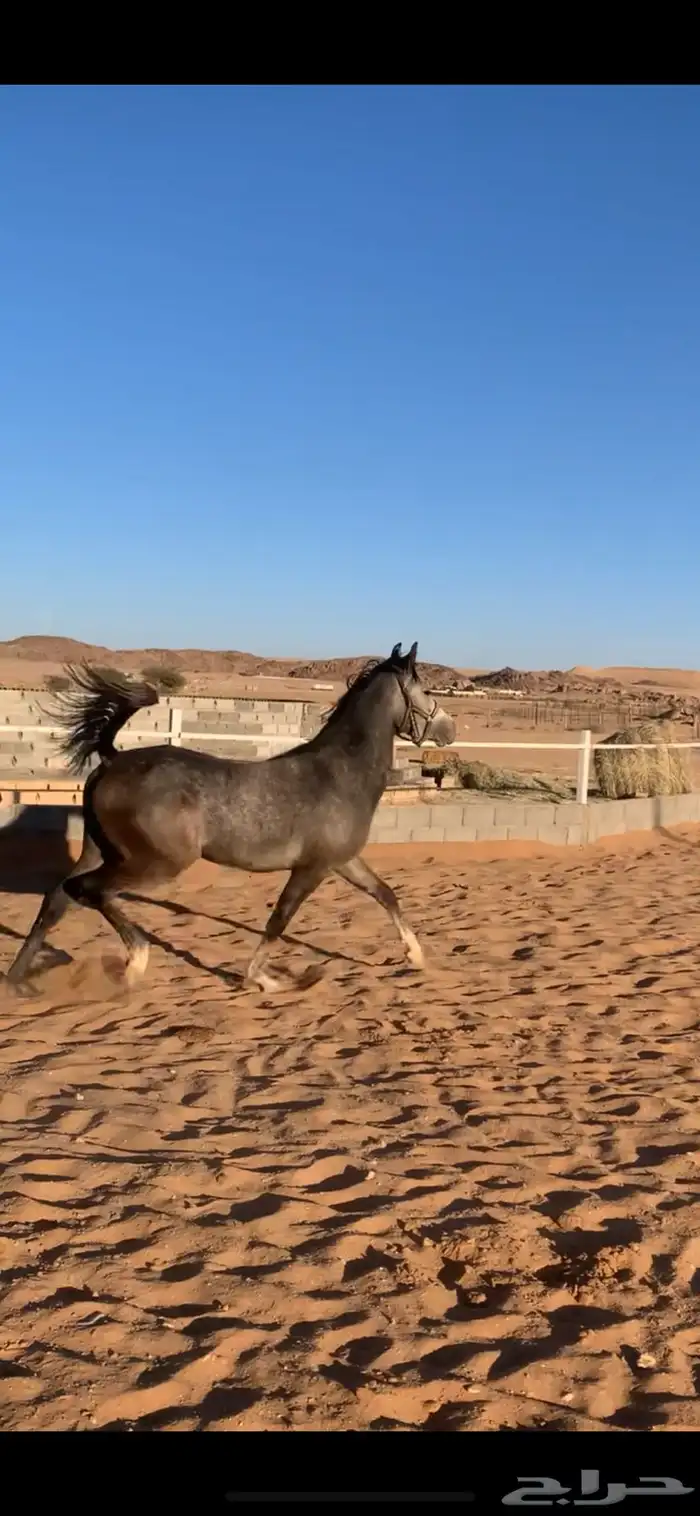 حصان شعبي كفو 3