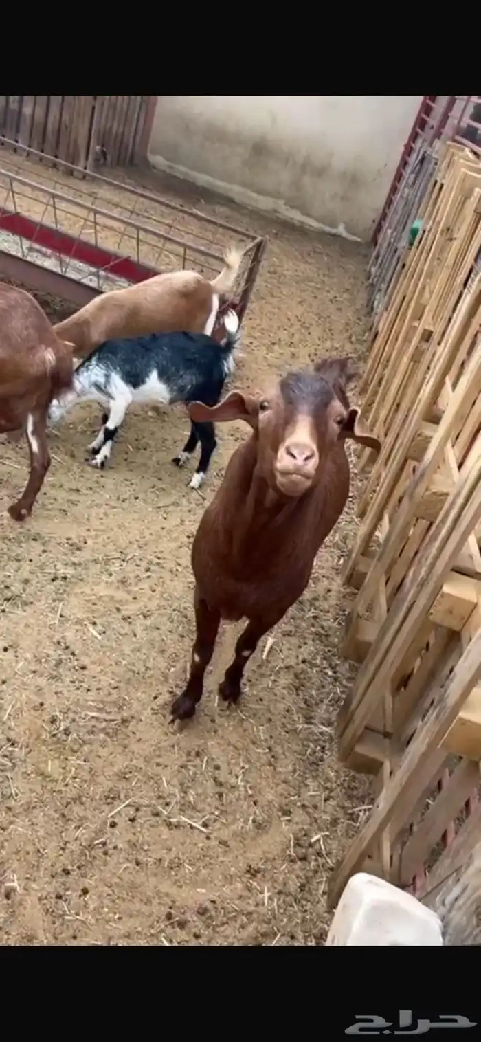 تيس ادهم فحل جذع 0