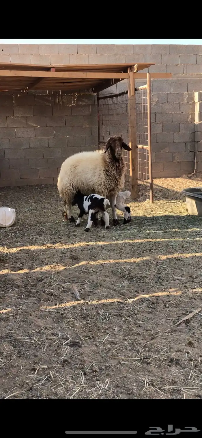 نعجه نعيم والد معاها رخلتين 0