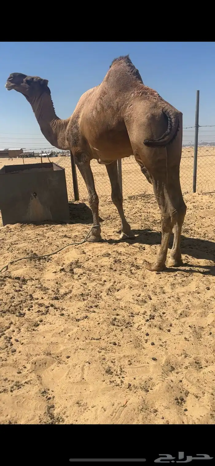 فحل احمر كفوو 0