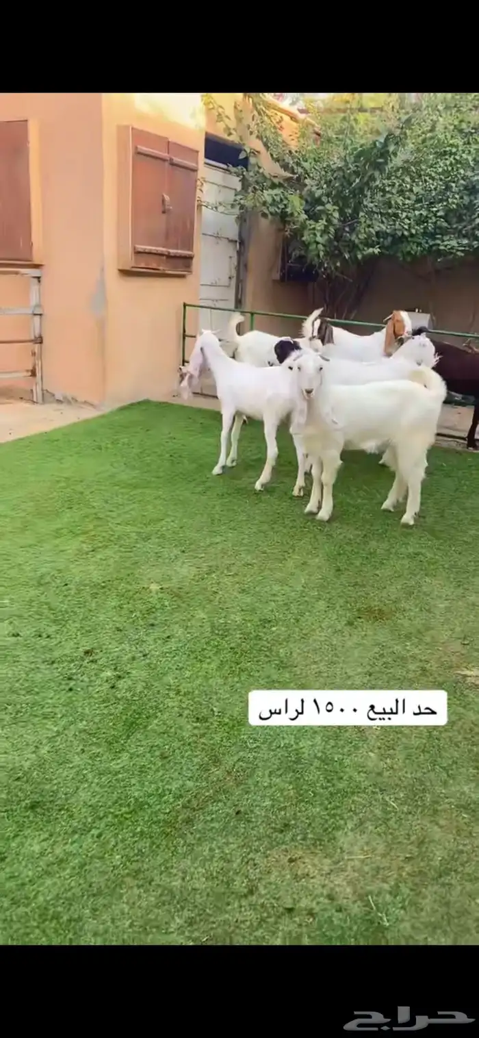 جذعات مطورات 0