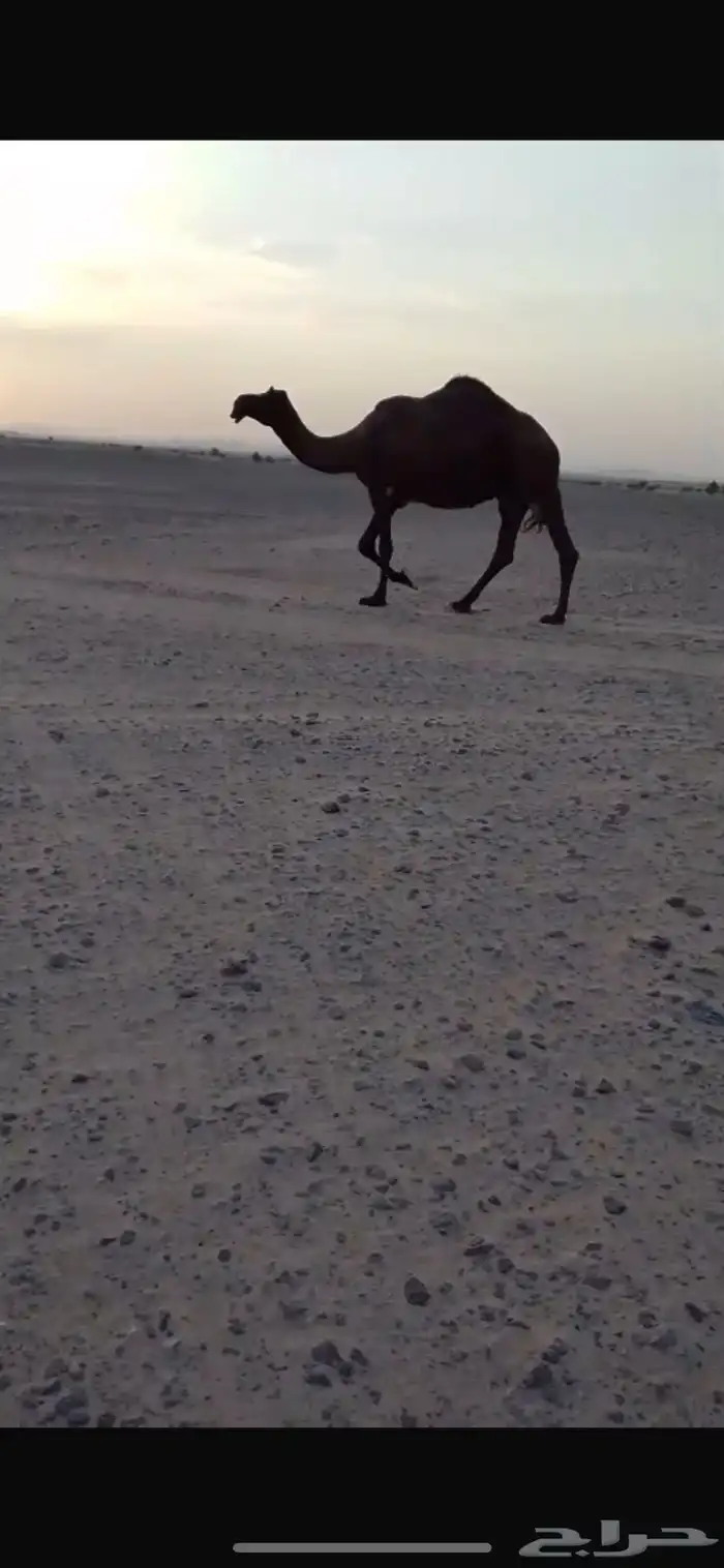 ناقه ضروبه كفو 0