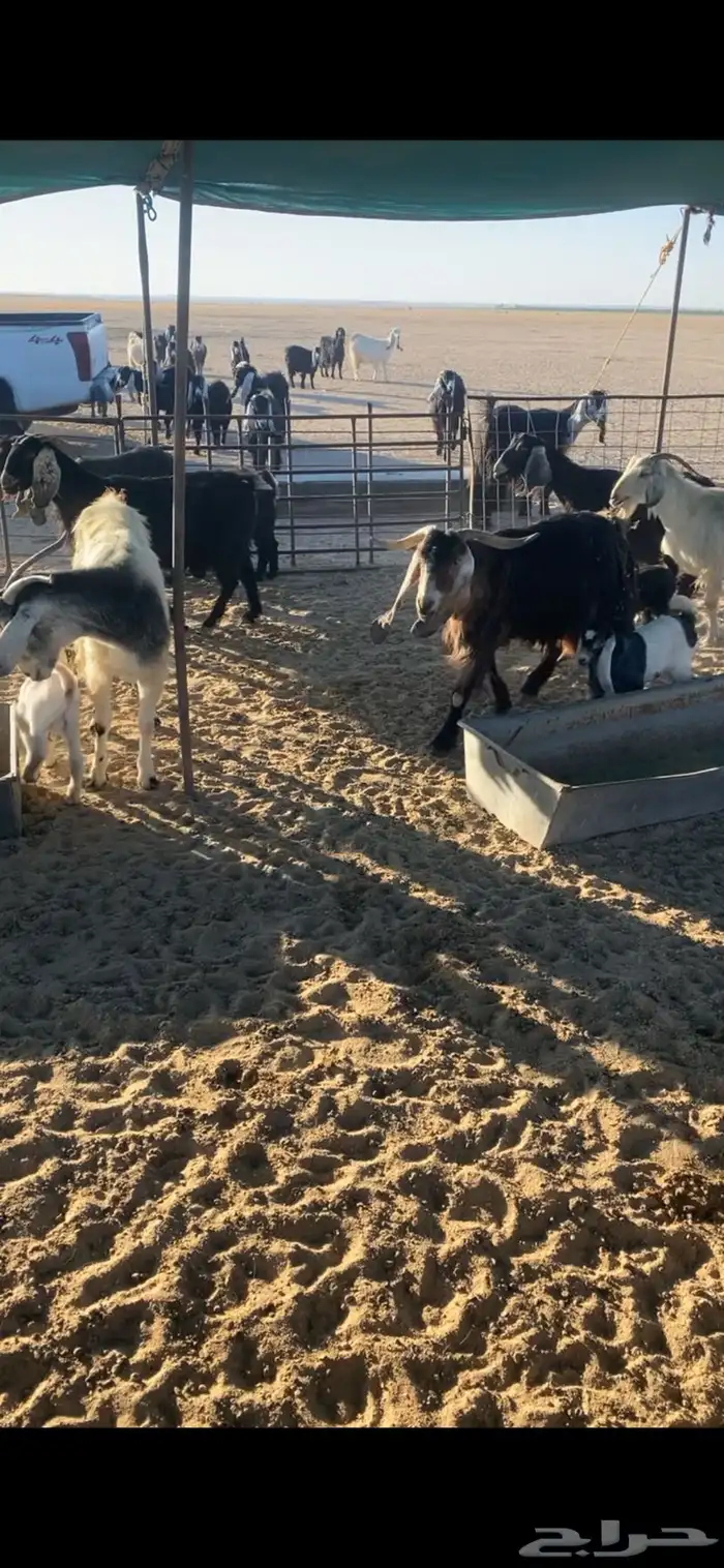 معزا مطافيل رغايث 0