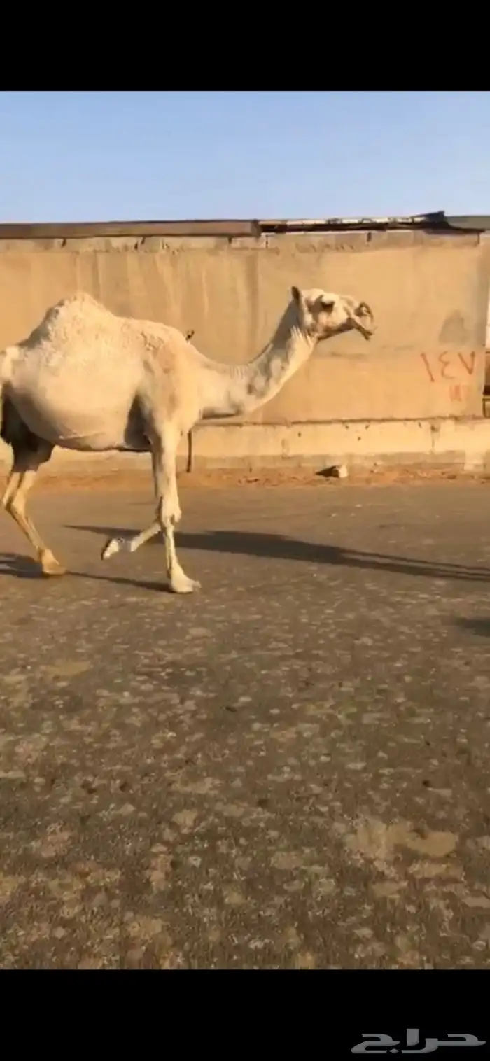 الضرايب وضحى وشقحا رباع وحده شاق 5