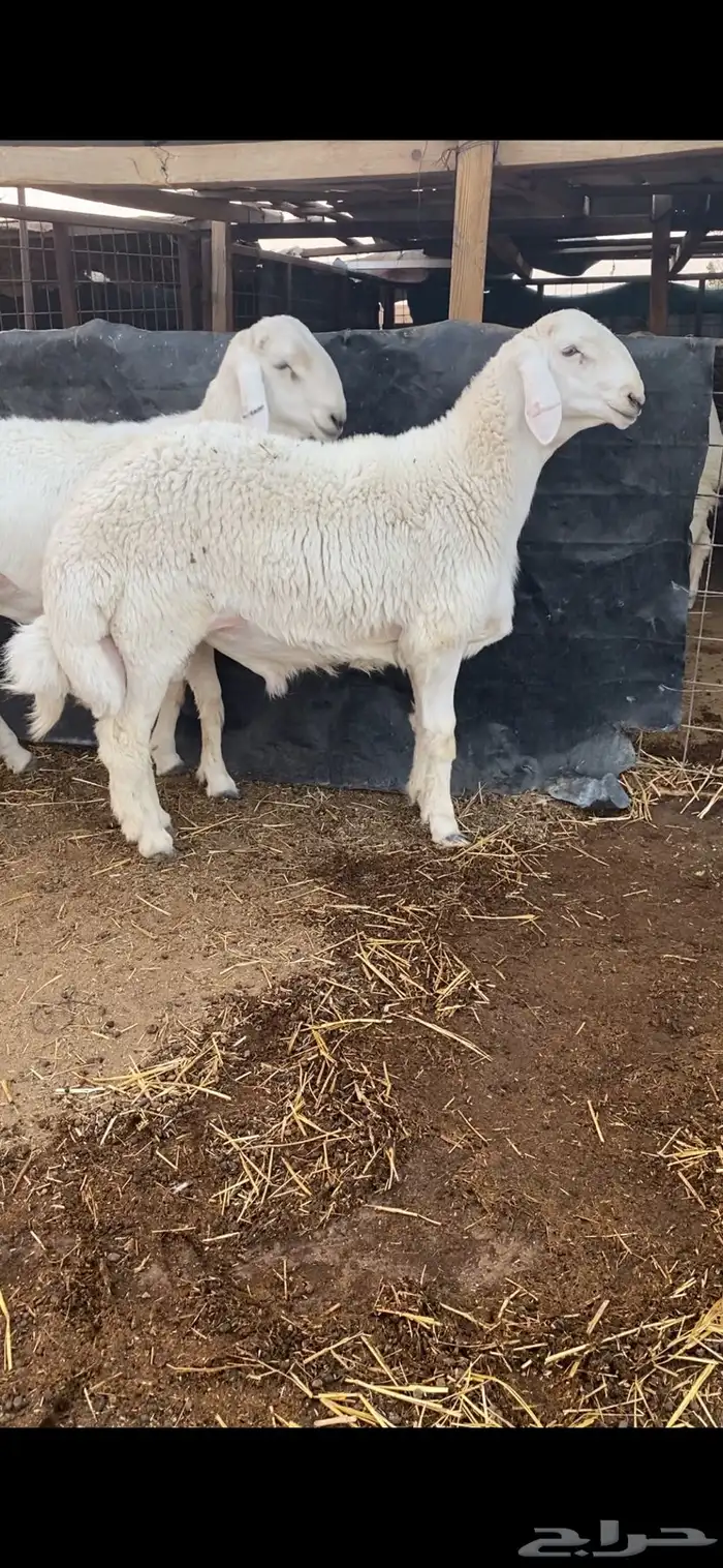 طلي حري فاخر وبره نادره ملكيه .. 0