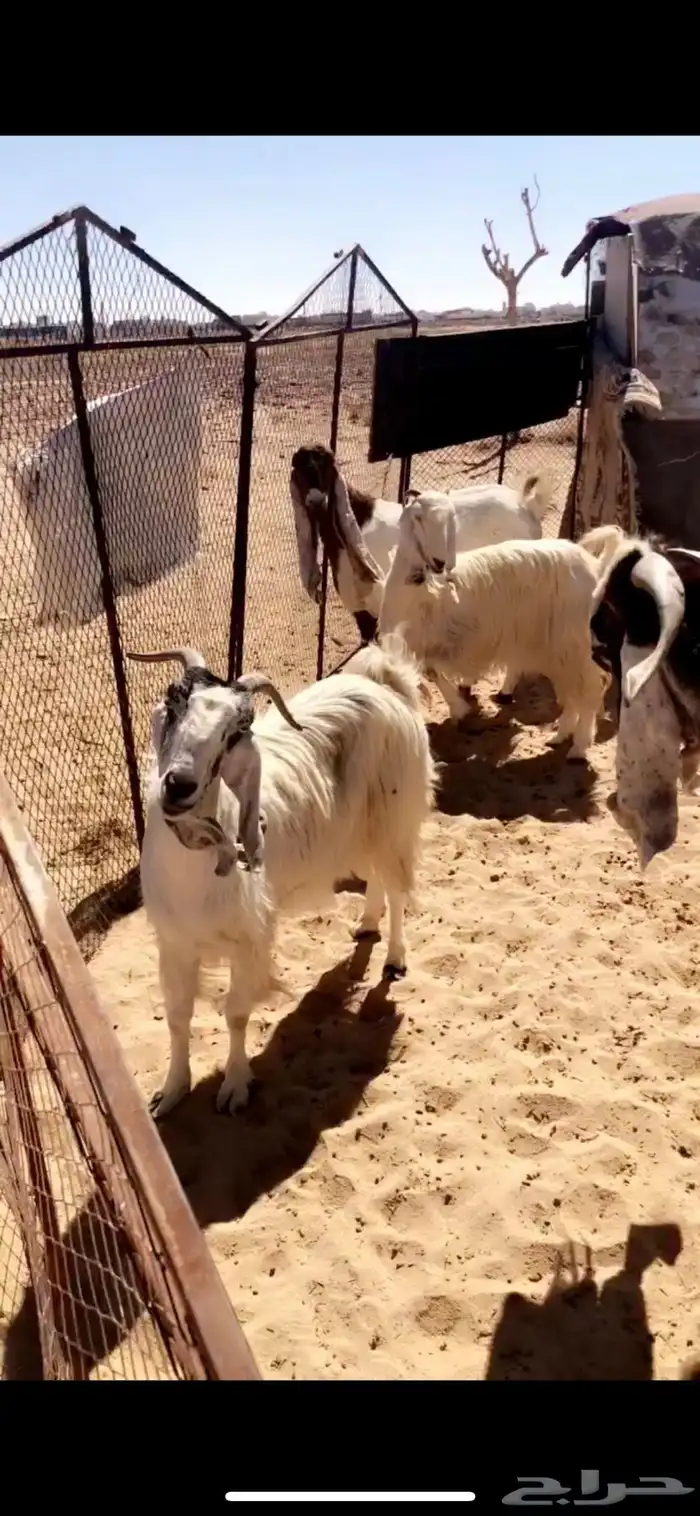 معزاء 4 مصريات ووحده هولنديه وتيس هولندي 1