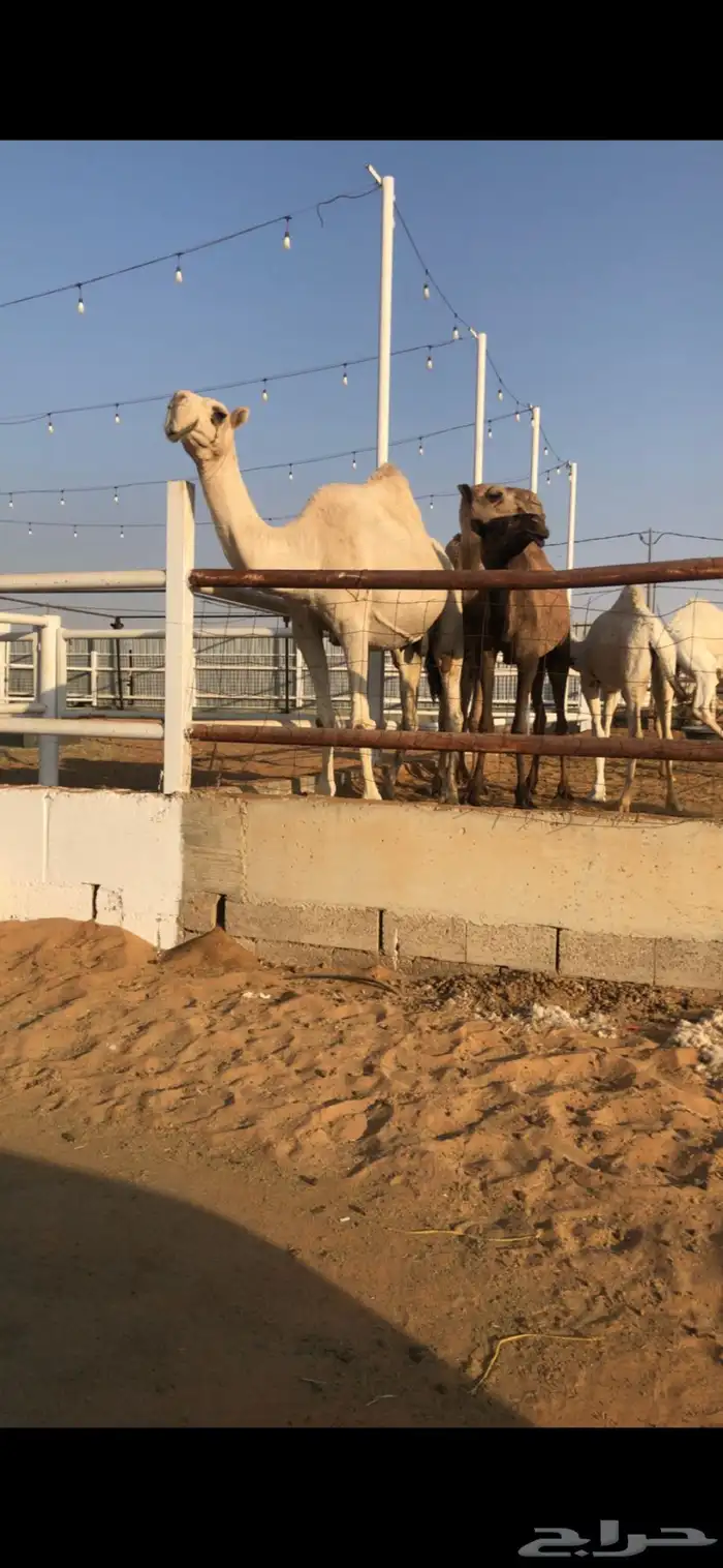 الضرايب وضحى وشقحا رباع وحده شاق 3