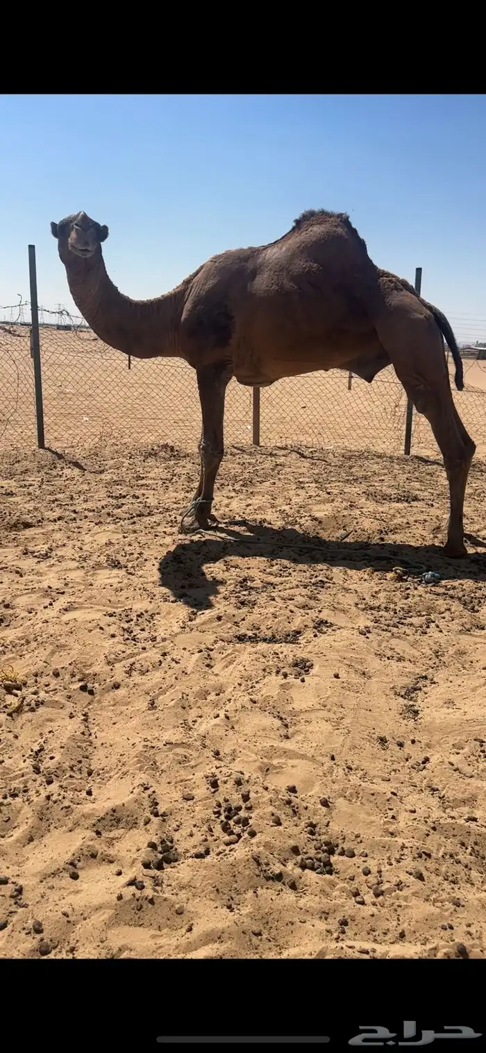 فحل احمر كفوو 2