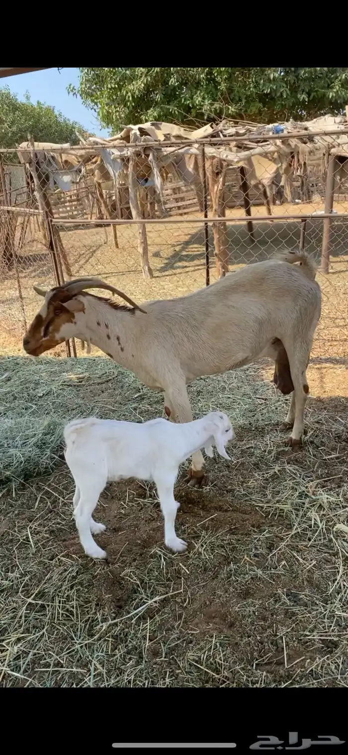 ماعز ولود تحتها تيس 3
