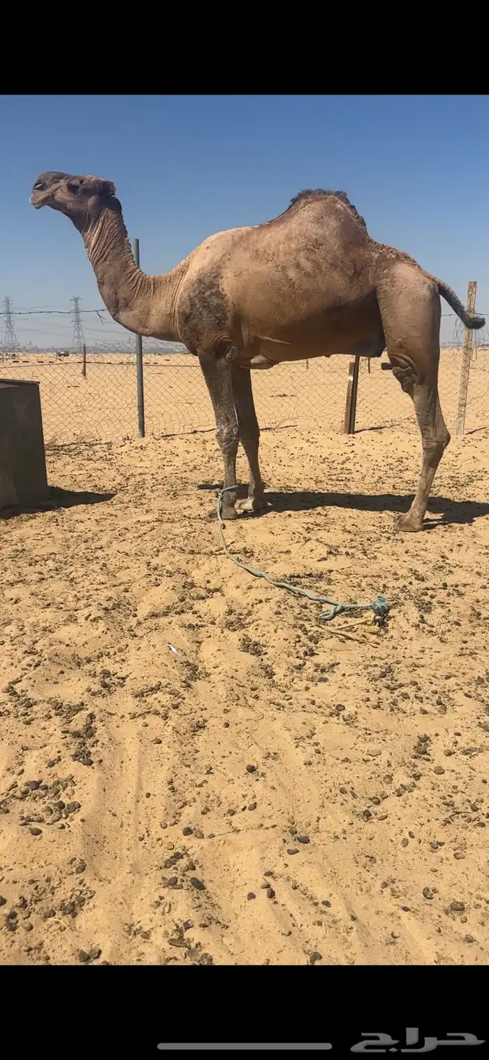 فحل احمر كفوو 1