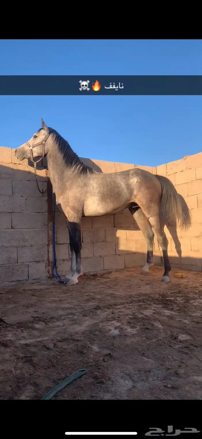 حصان شعبي كفو 1