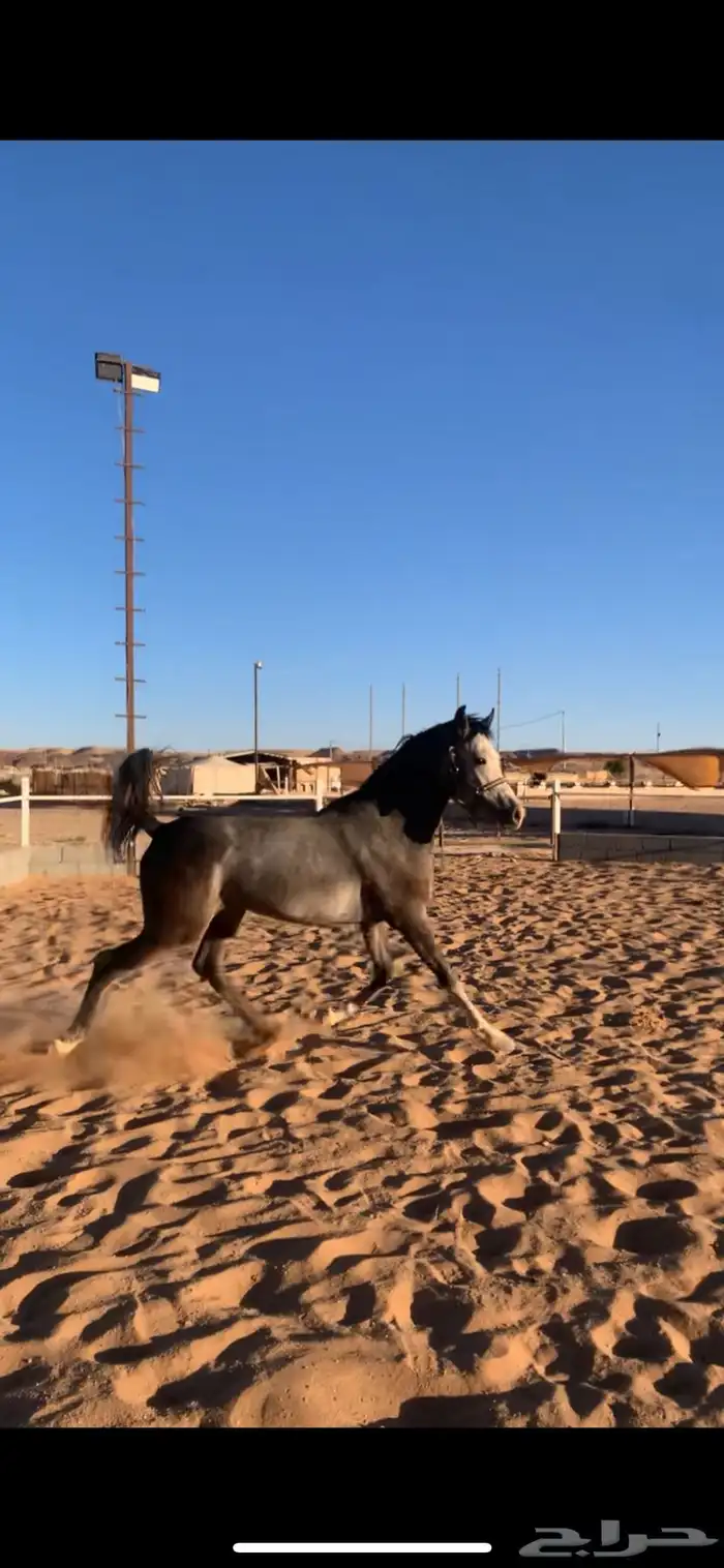 حصان شعبي كفو 4