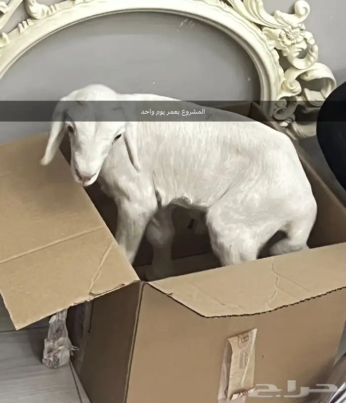 خروف مشروع فحل حري 3