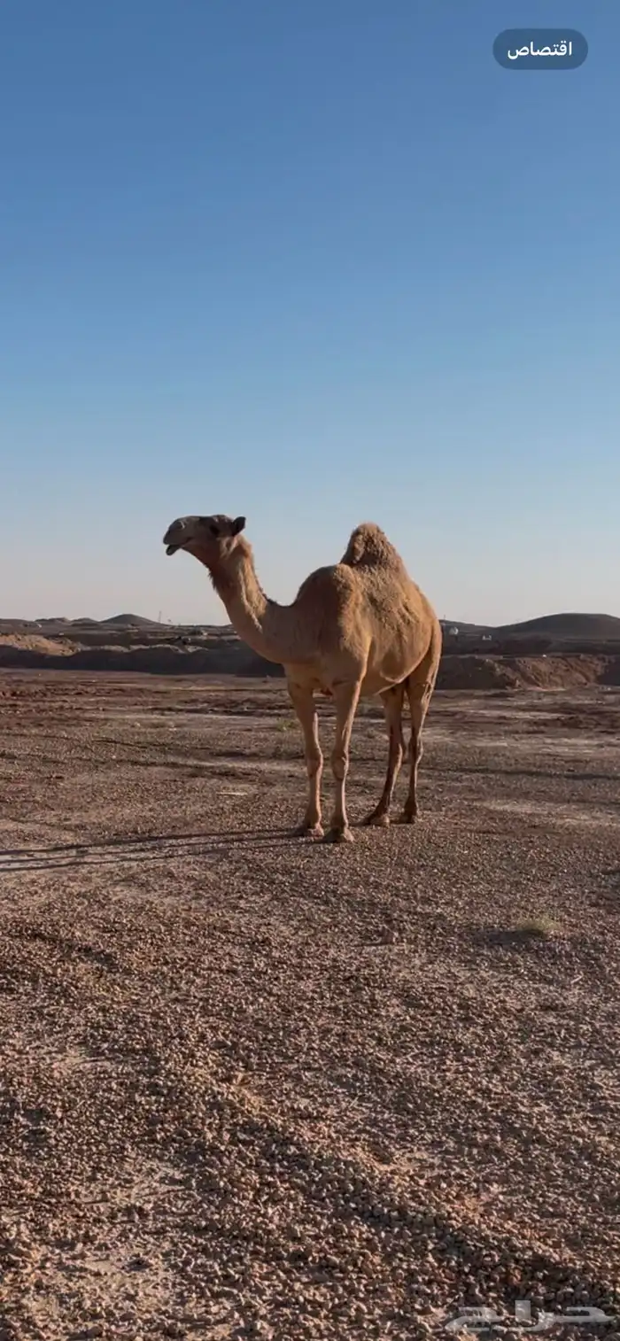 ناقه كفو مقنوي 0